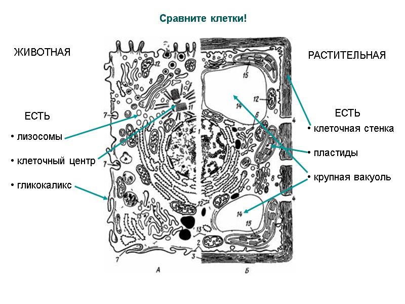 ЖИВОТНАЯ РАСТИТЕЛЬНАЯ  клеточная стенка   пластиды   крупная вакуоль  лизосомы